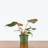 Philodendron Summer Glory — 6" Pot