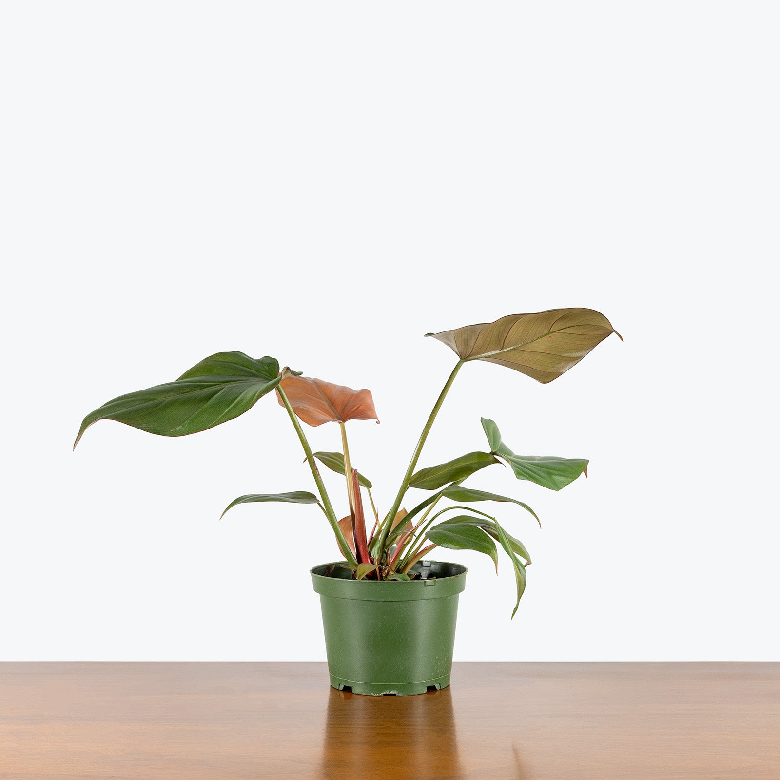 Philodendron Summer Glory | Care Guide and Pro Tips - Delivery from Toronto across Canada - JOMO Studio