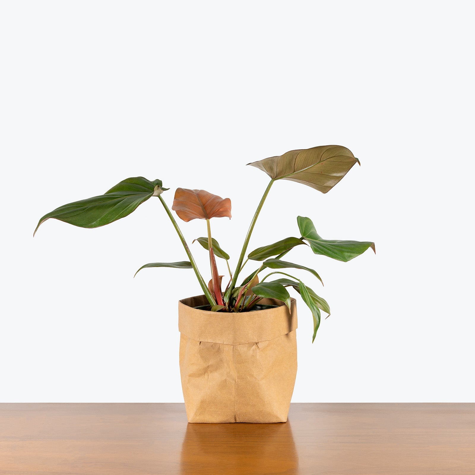 Philodendron Summer Glory | Care Guide and Pro Tips - Delivery from Toronto across Canada - JOMO Studio