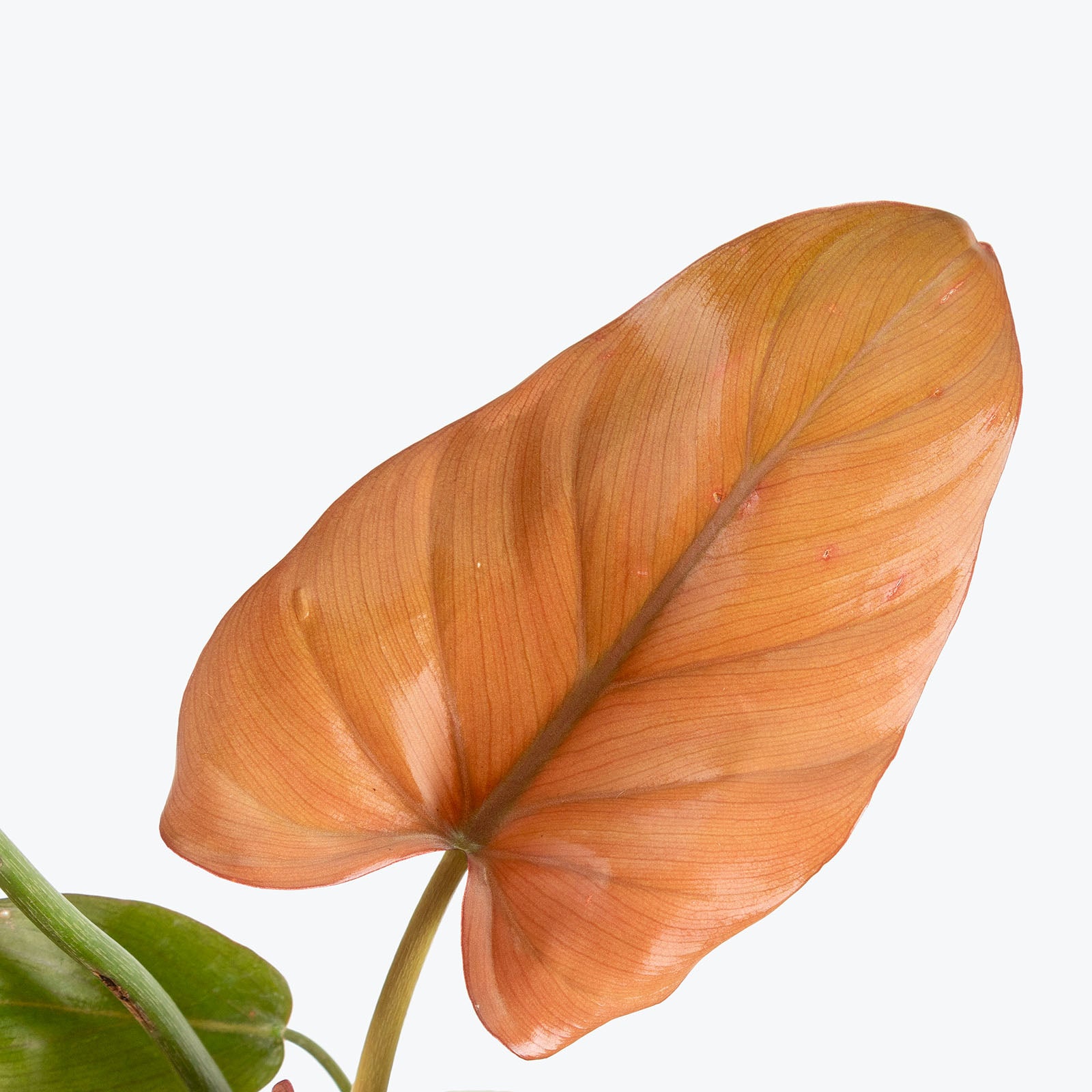 Philodendron Summer Glory | Care Guide and Pro Tips - Delivery from Toronto across Canada - JOMO Studio