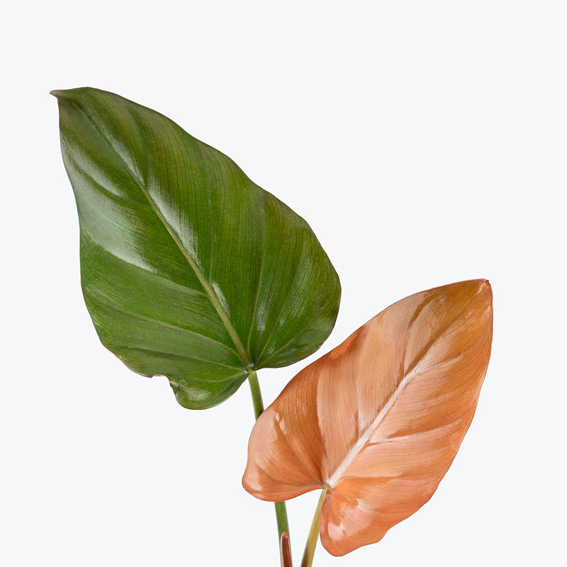 Philodendron Summer Glory | Care Guide and Pro Tips - Delivery from Toronto across Canada - JOMO Studio