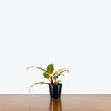 Philodendron Sun Red — 4" Pot