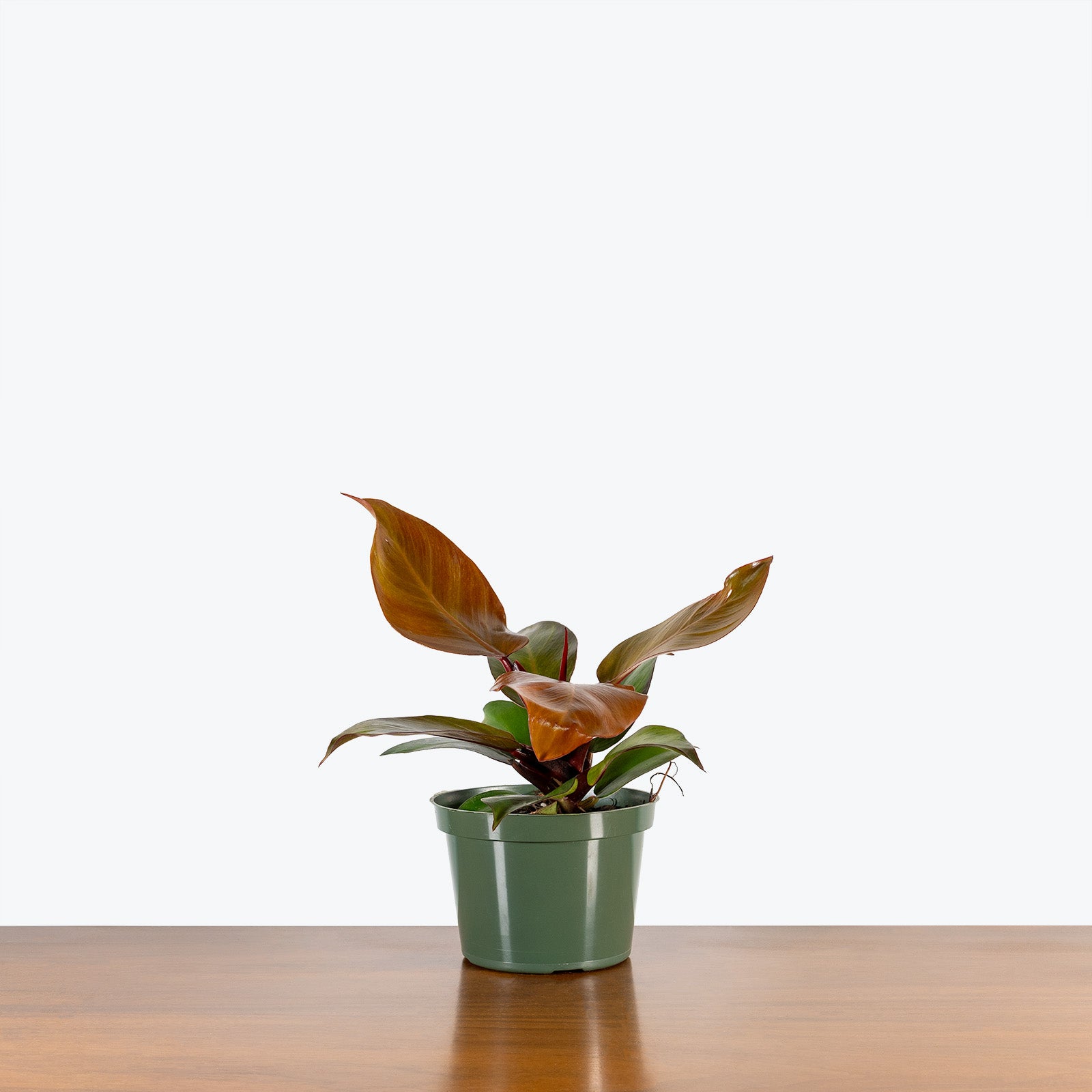 Philodendron Sun Red | Care Guide and Pro Tips - Delivery from Toronto across Canada - JOMO Studio