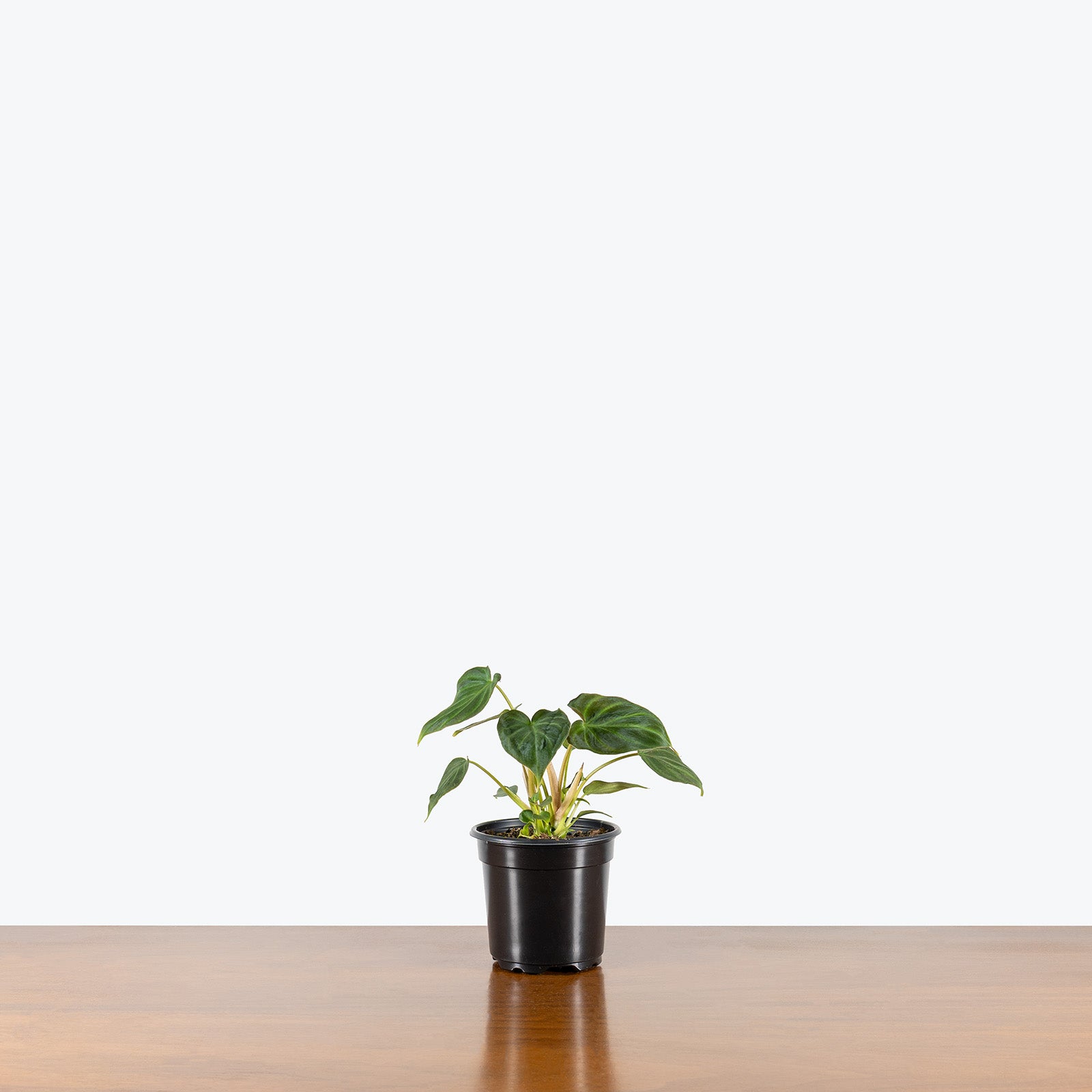 Philodendron Verrucosum Netherlands | Care Guide and Pro Tips - Delivery from Toronto across Canada - JOMO Studio