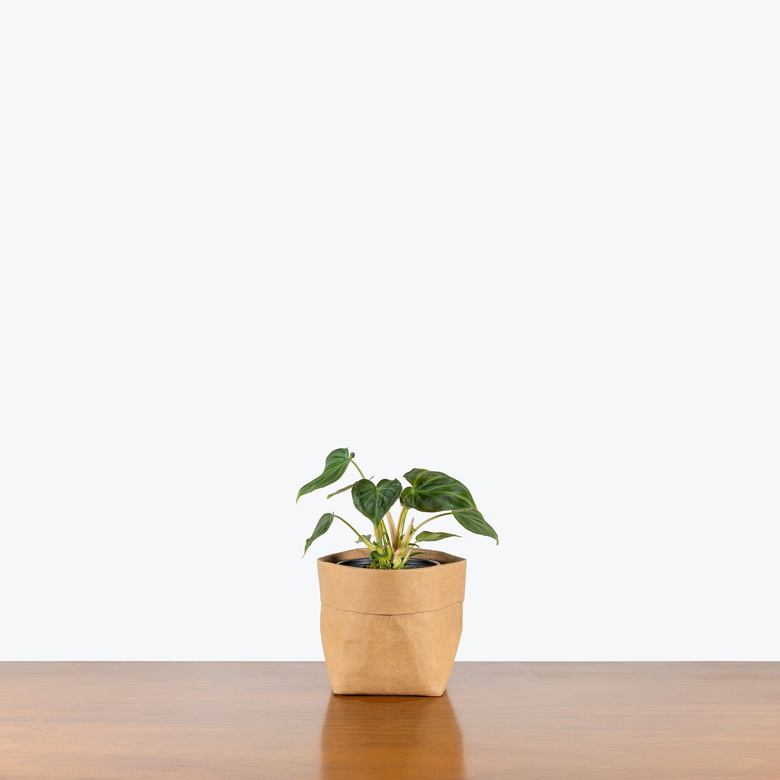 Philodendron Verrucosum Netherlands | Care Guide and Pro Tips - Delivery from Toronto across Canada - JOMO Studio