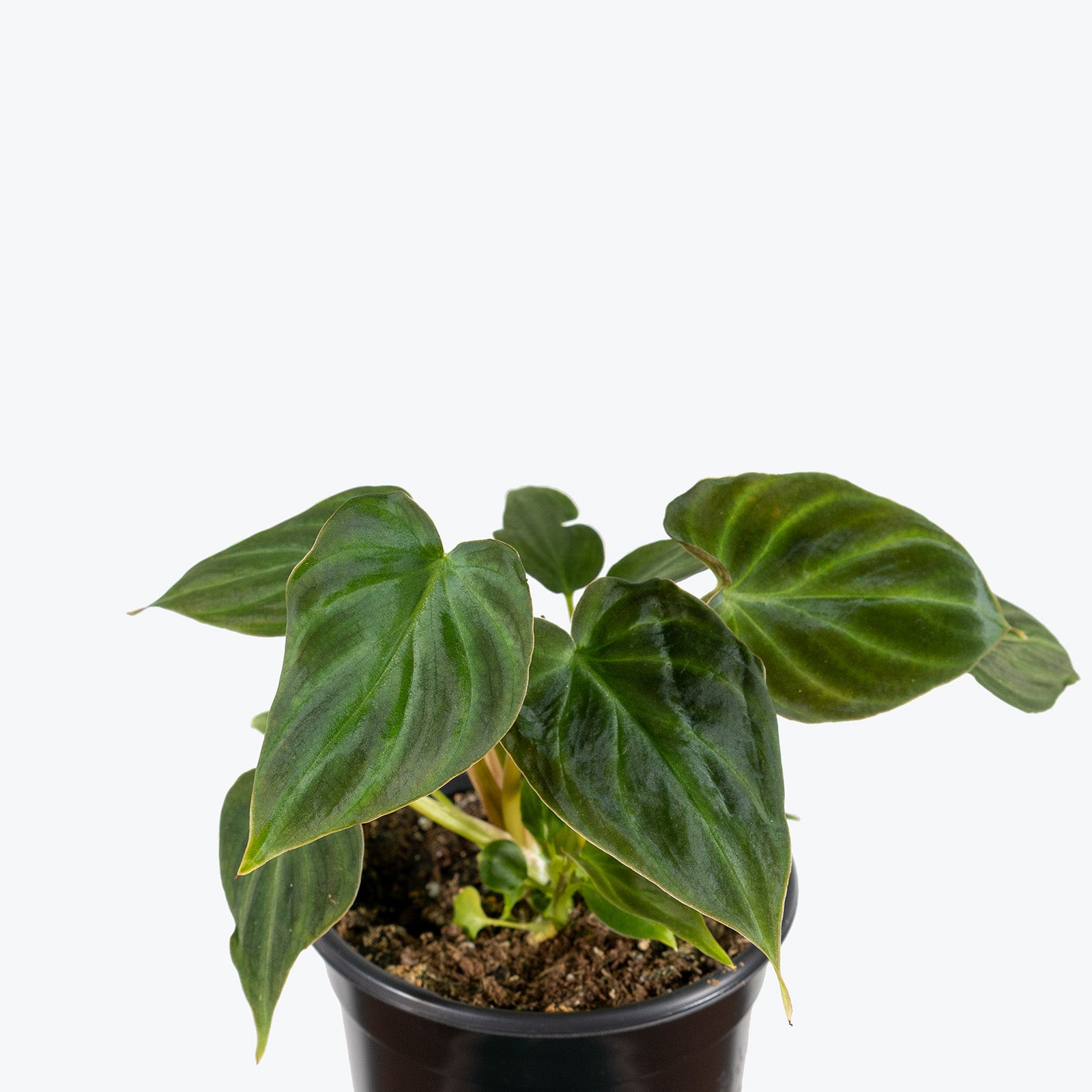 Philodendron Verrucosum Netherlands | Care Guide and Pro Tips - Delivery from Toronto across Canada - JOMO Studio