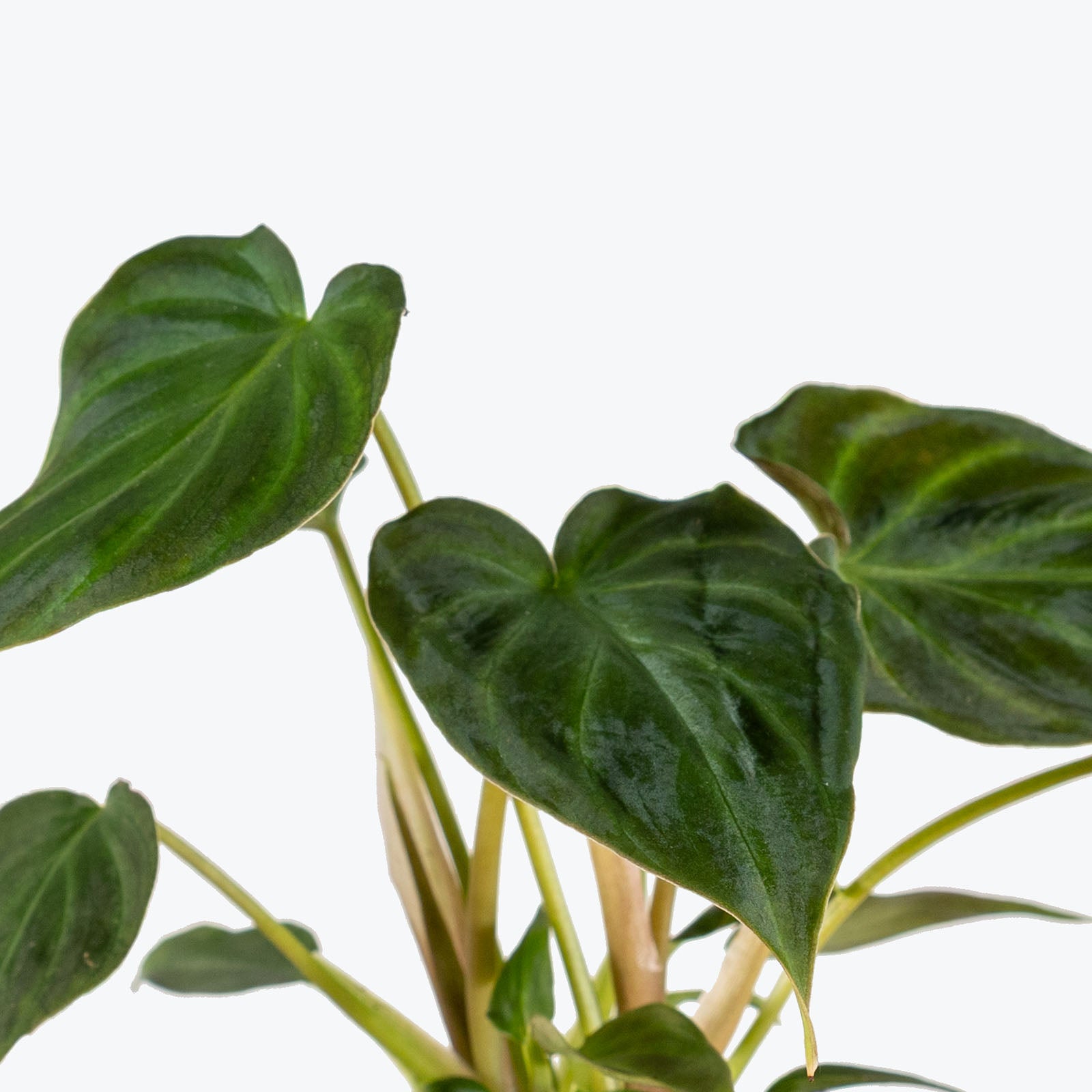 Philodendron Verrucosum Netherlands | Care Guide and Pro Tips - Delivery from Toronto across Canada - JOMO Studio