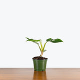 Philodendron White Princess — 6" Pot (larger than picture)