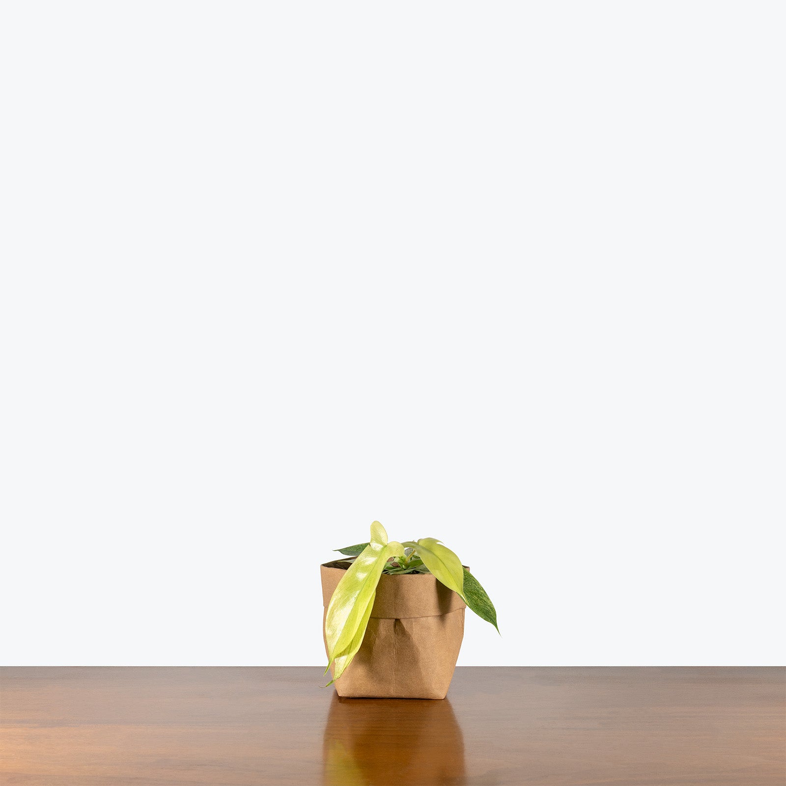 Philodendron Yellow Ghost | Care Guide and Pro Tips - Delivery from Toronto across Canada - JOMO Studio