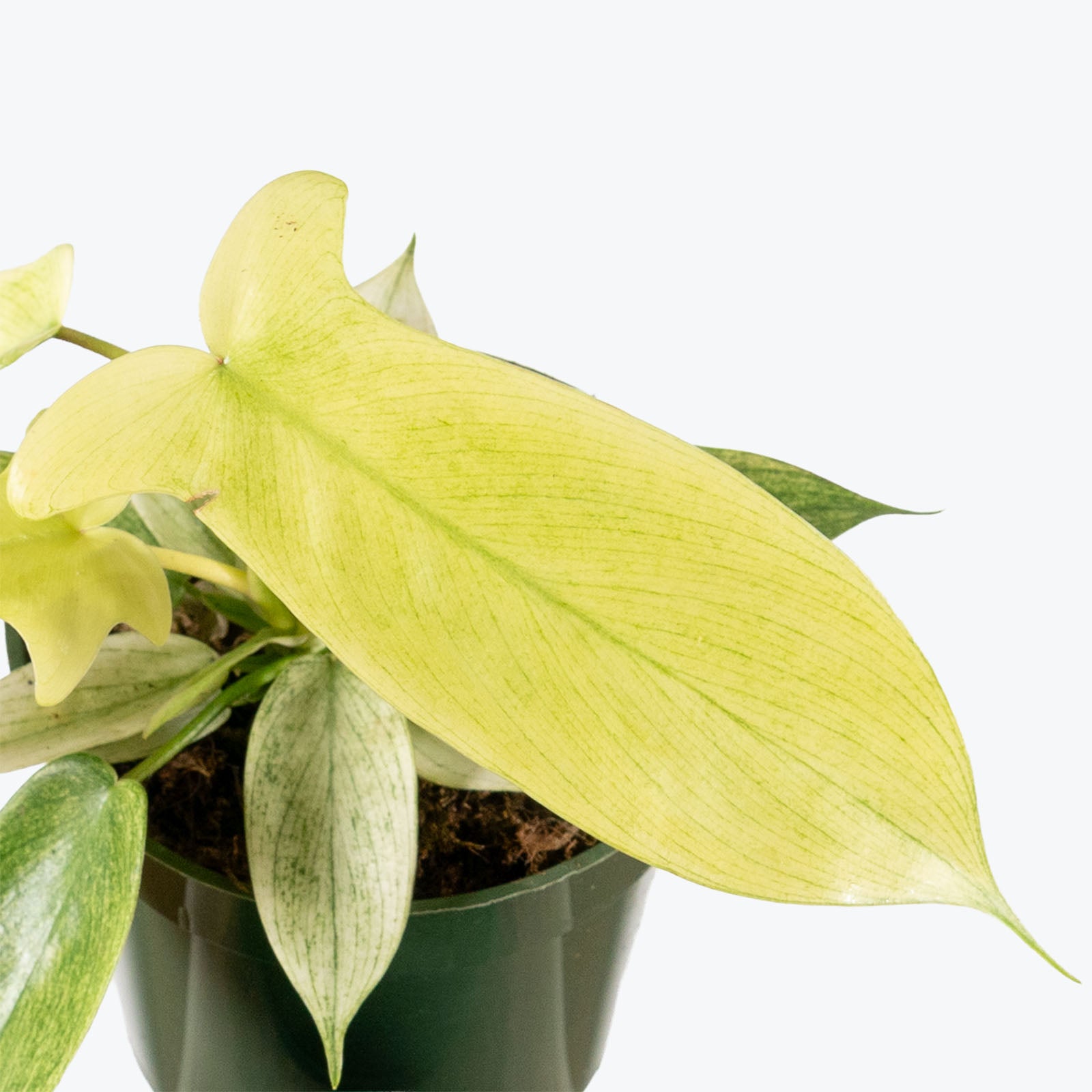 Philodendron Yellow Ghost | Care Guide and Pro Tips - Delivery from Toronto across Canada - JOMO Studio