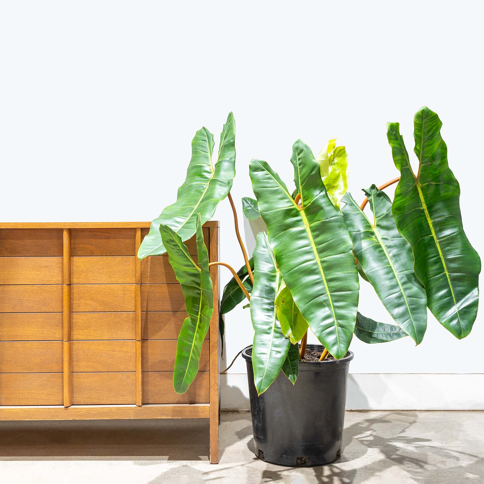 Philodendron Billietiae | Care Guide and Pro Tips - Delivery from Toronto across Canada - JOMO Studio