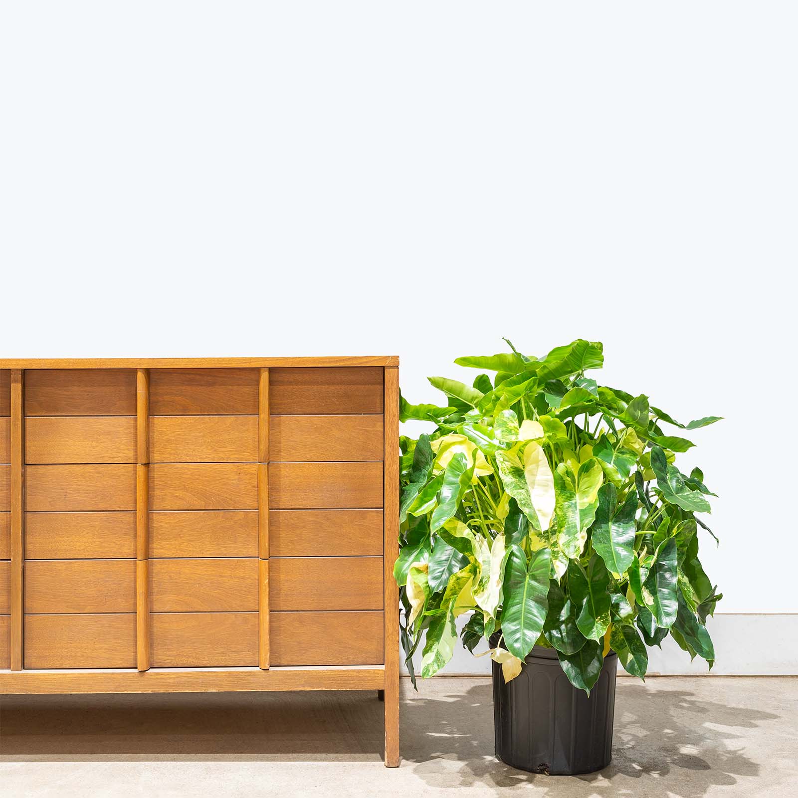 Philodendron Burle Marx Variegata | Care Guide and Pro Tips - Delivery from Toronto across Canada - JOMO Studio