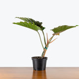 Philodendron Choco Empress — 6" Pot