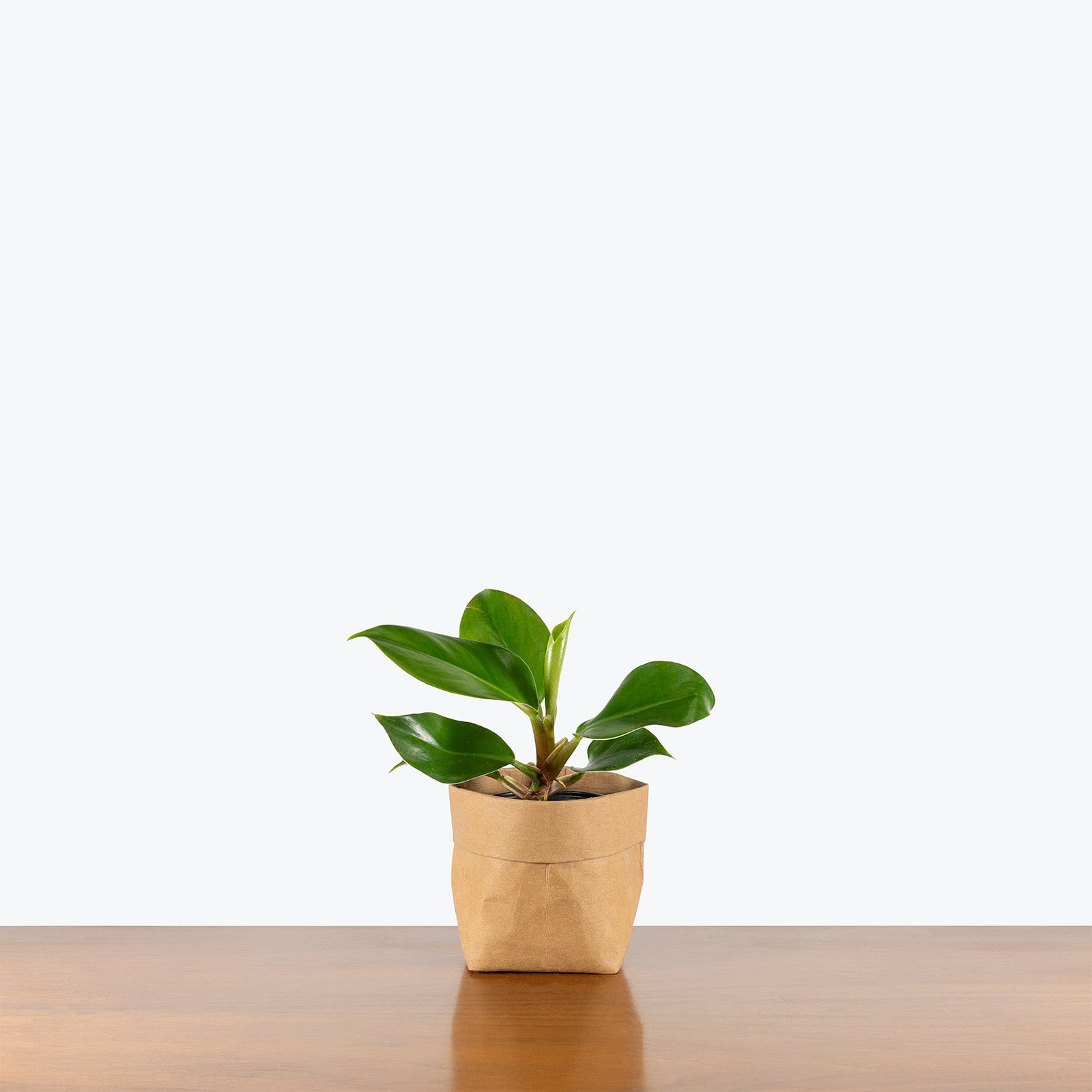 Philodendron Green Congo | Care Guide and Pro Tips - Delivery from Toronto across Canada - JOMO Studio