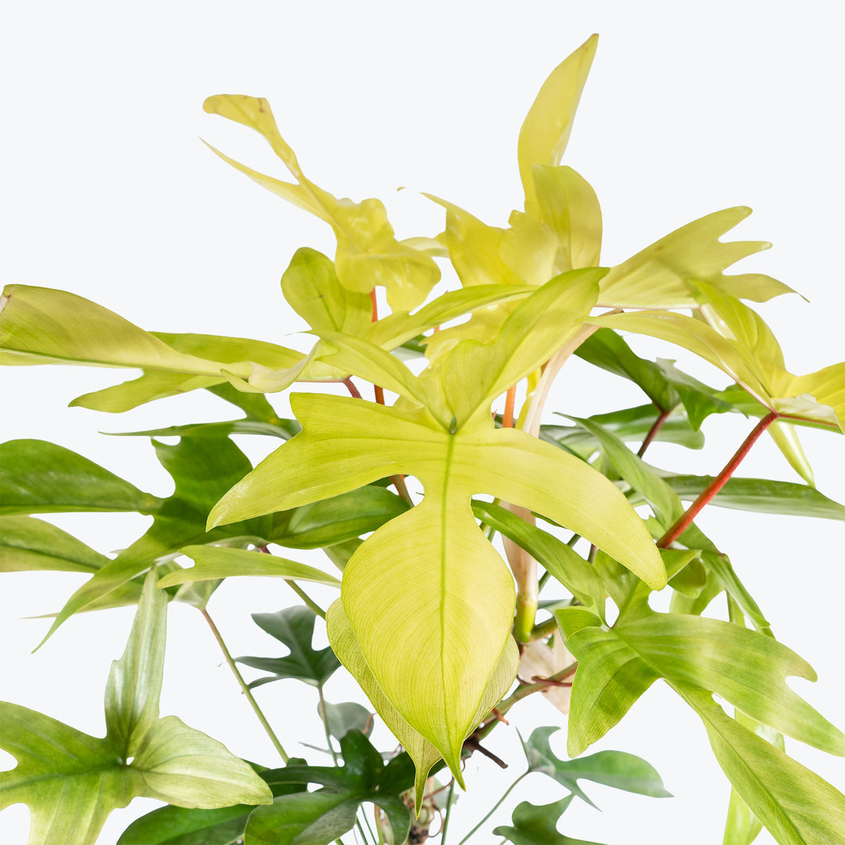 Philodendron Florida Ghost | Care Guide and Pro Tips - Delivery from Toronto across Canada - JOMO Studio