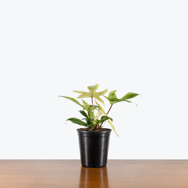philodendron squamiferum florida ghost Philodendron Florida Ghost | Care Guide and Pro Tips - Delivery from Toronto across Canada