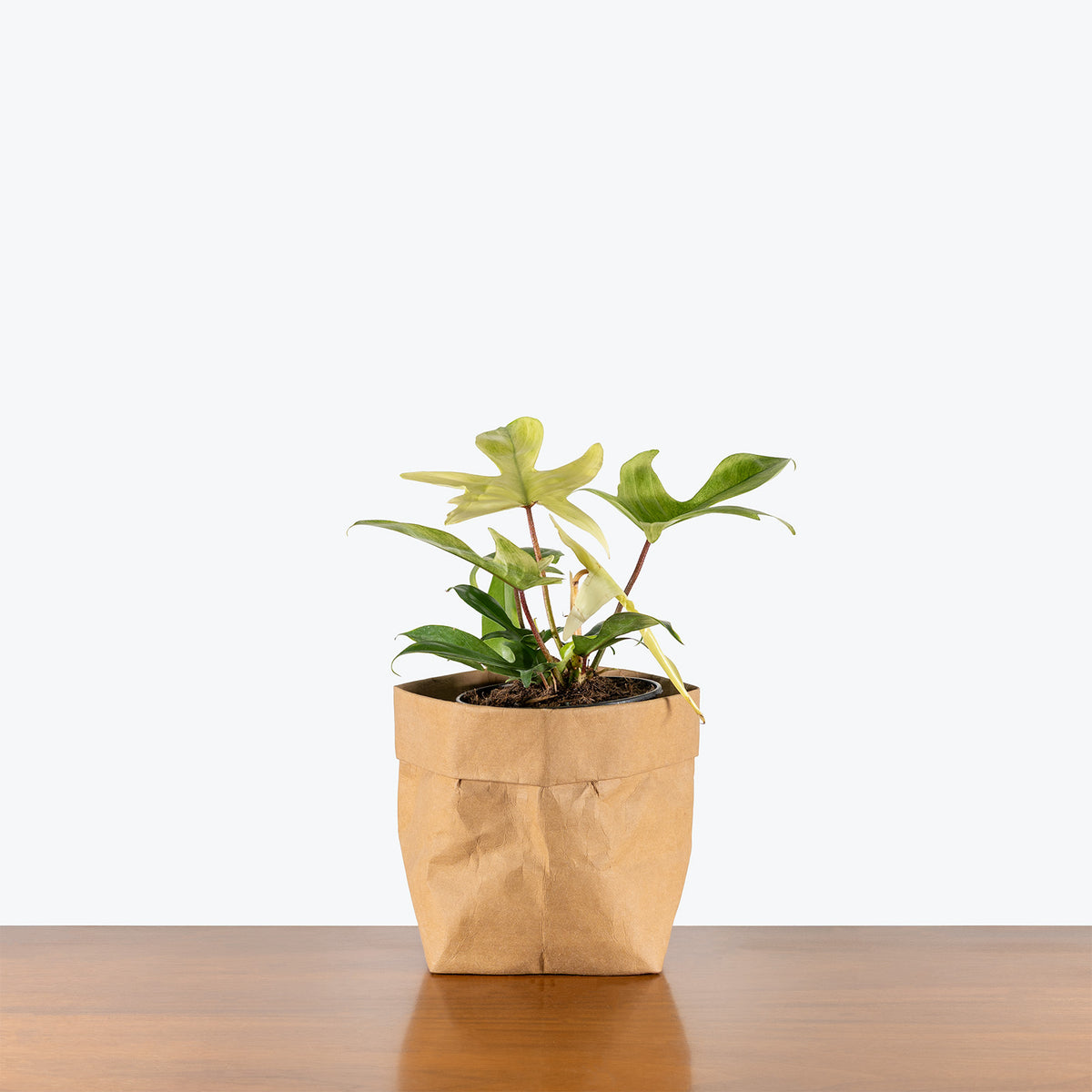 philodendron florida ghost juvenile Philodendron Florida Ghost | Care Guide and Pro Tips - Delivery from  Toronto across Canada