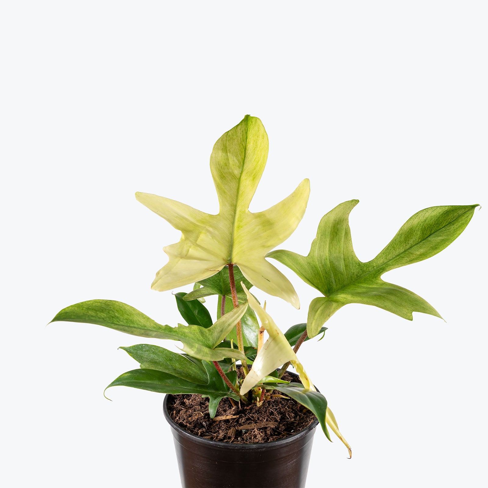 Philodendron Florida Ghost | Care Guide and Pro Tips - Delivery from Toronto across Canada - JOMO Studio