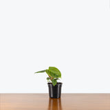 Philodendron Fuzzy Petiole — 4" Pot (larger than picture)