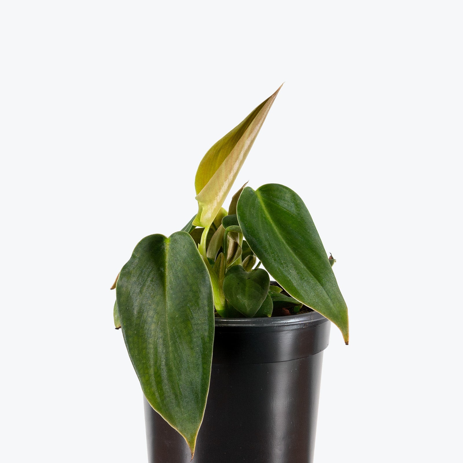 Philodendron Gigas | Care Guide and Pro Tips - Delivery from Toronto across Canada - JOMO Studio