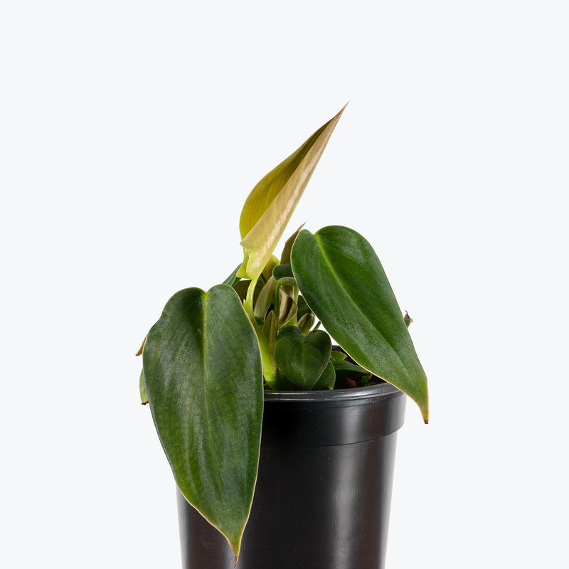 Philodendron Gigas | Care Guide and Pro Tips - Delivery from Toronto across Canada - JOMO Studio