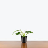 Philodendron Golden Dragon — 4" Pot (smaller than picture)