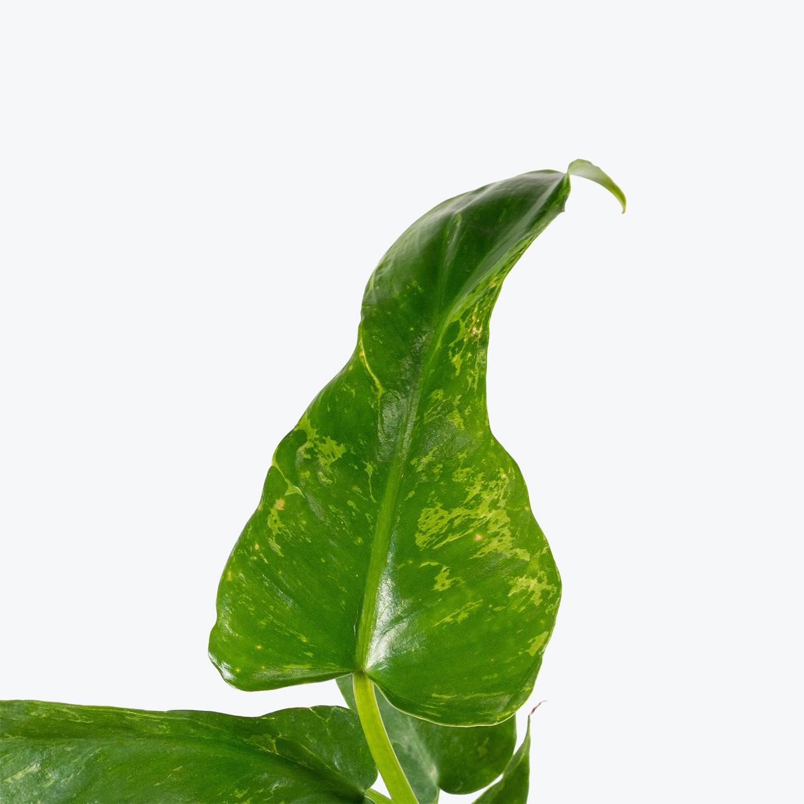 Philodendron Golden Dragon | Care Guide and Pro Tips - Delivery from Toronto across Canada - JOMO Studio