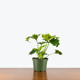 Philodendron Hope Selloum — 6" Pot