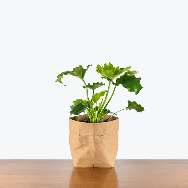 philodendron selloum vs hope Philodendron Hope Selloum | Care Guide and Pro Tips - Delivery from Toronto across Canada
