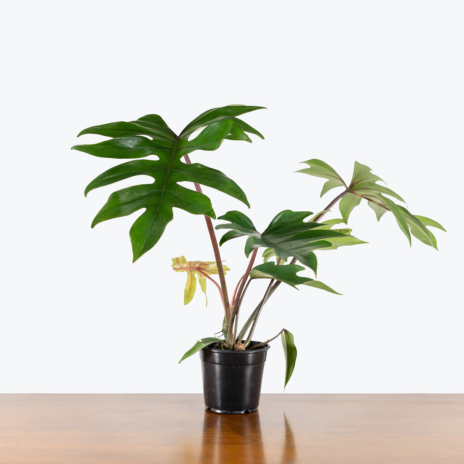 Philodendron Mayoi | Care Guide and Pro Tips - Delivery from Toronto across Canada - JOMO Studio