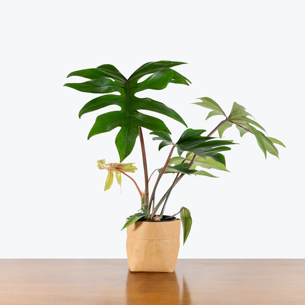 philodendron maintenance Philodendron Mayoi | Care Guide and Pro Tips - Delivery from Toronto across  Canada