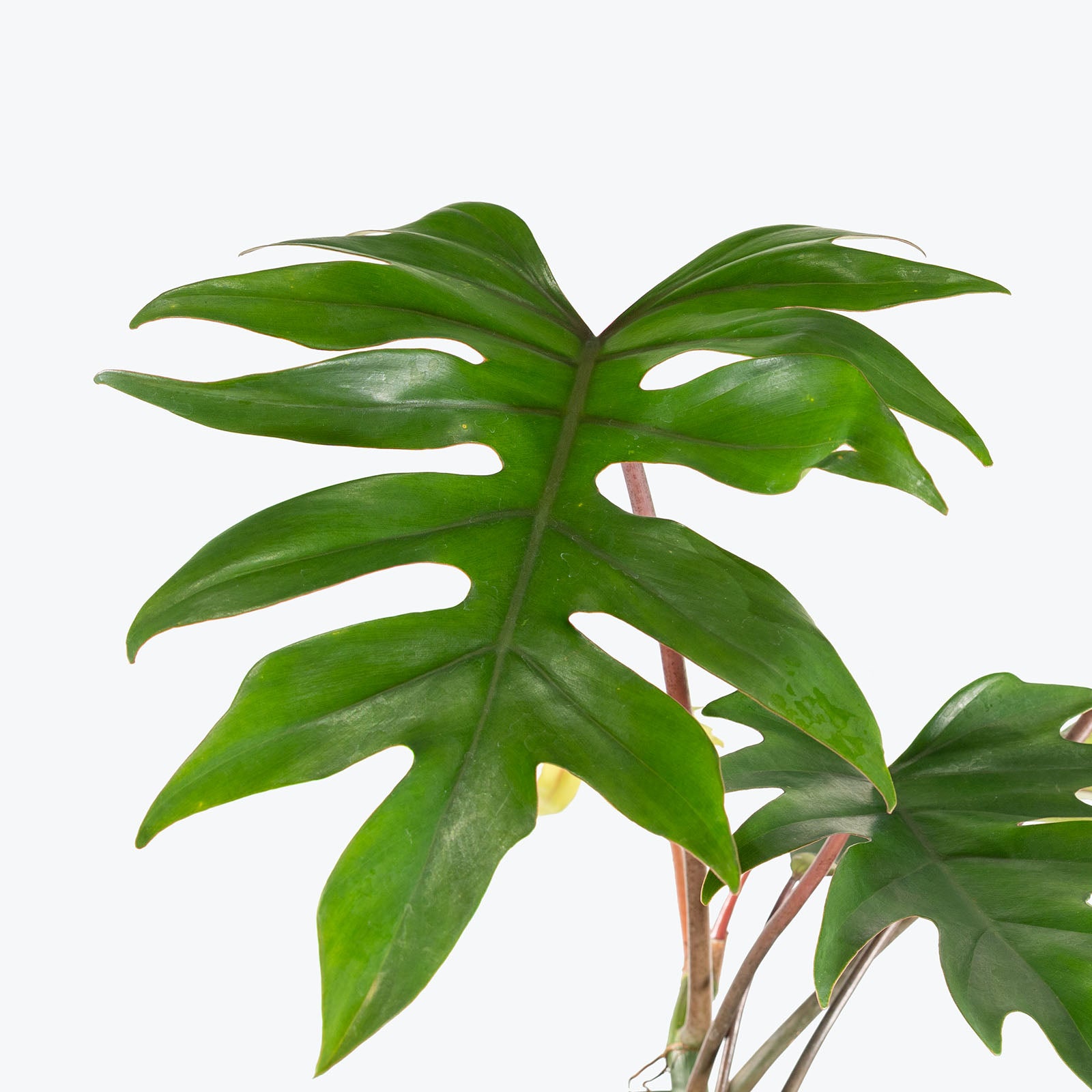 Philodendron Mayoi | Care Guide and Pro Tips - Delivery from Toronto across Canada - JOMO Studio