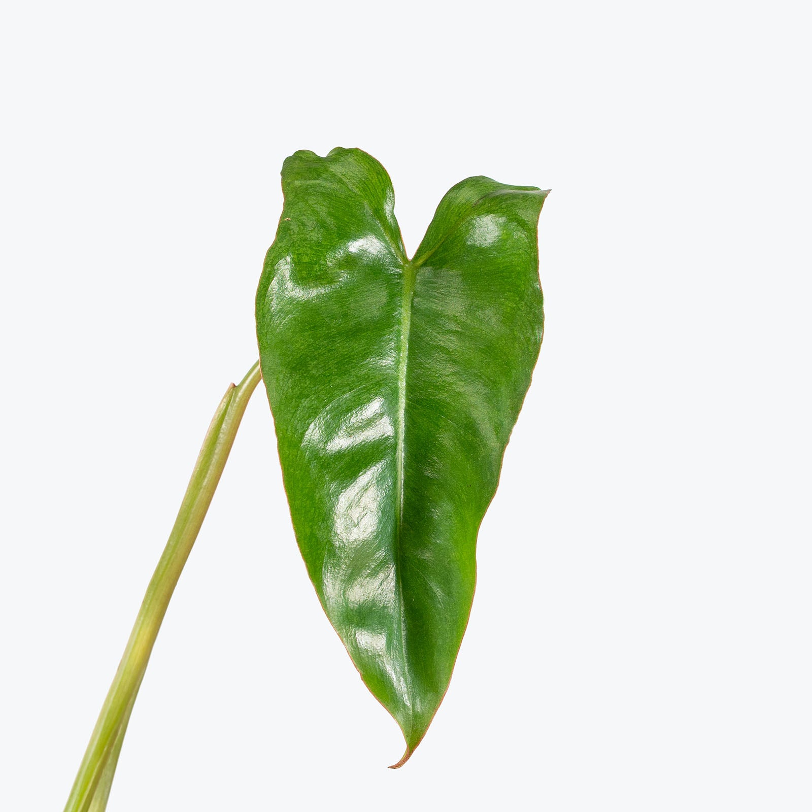 Philodendron Paraiso Verde | Care Guide and Pro Tips - Delivery from Toronto across Canada - JOMO Studio