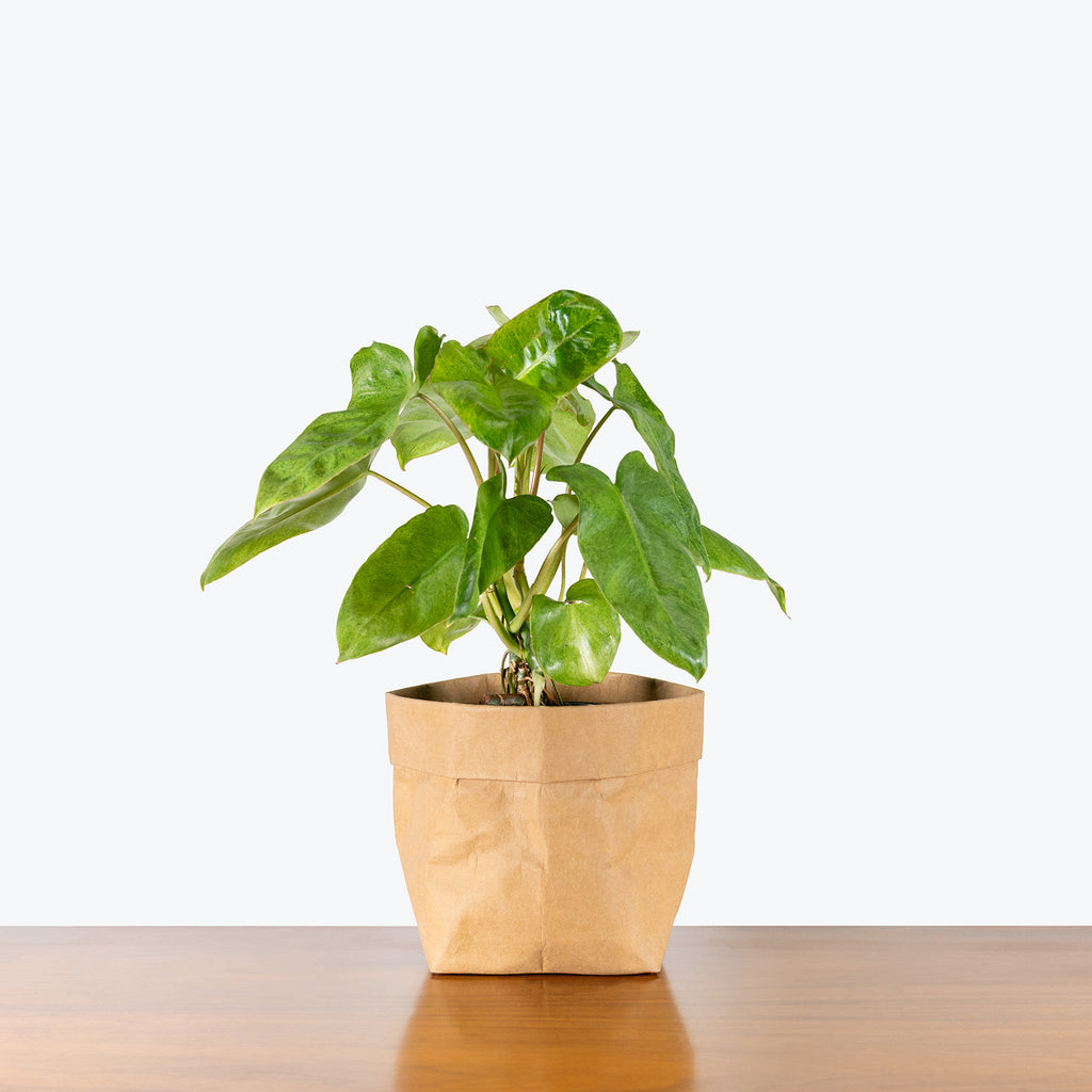 philodendron paraiso verde mature Philodendron Paraiso Verde | Care Guide and Pro Tips - Delivery from Toronto across Canada