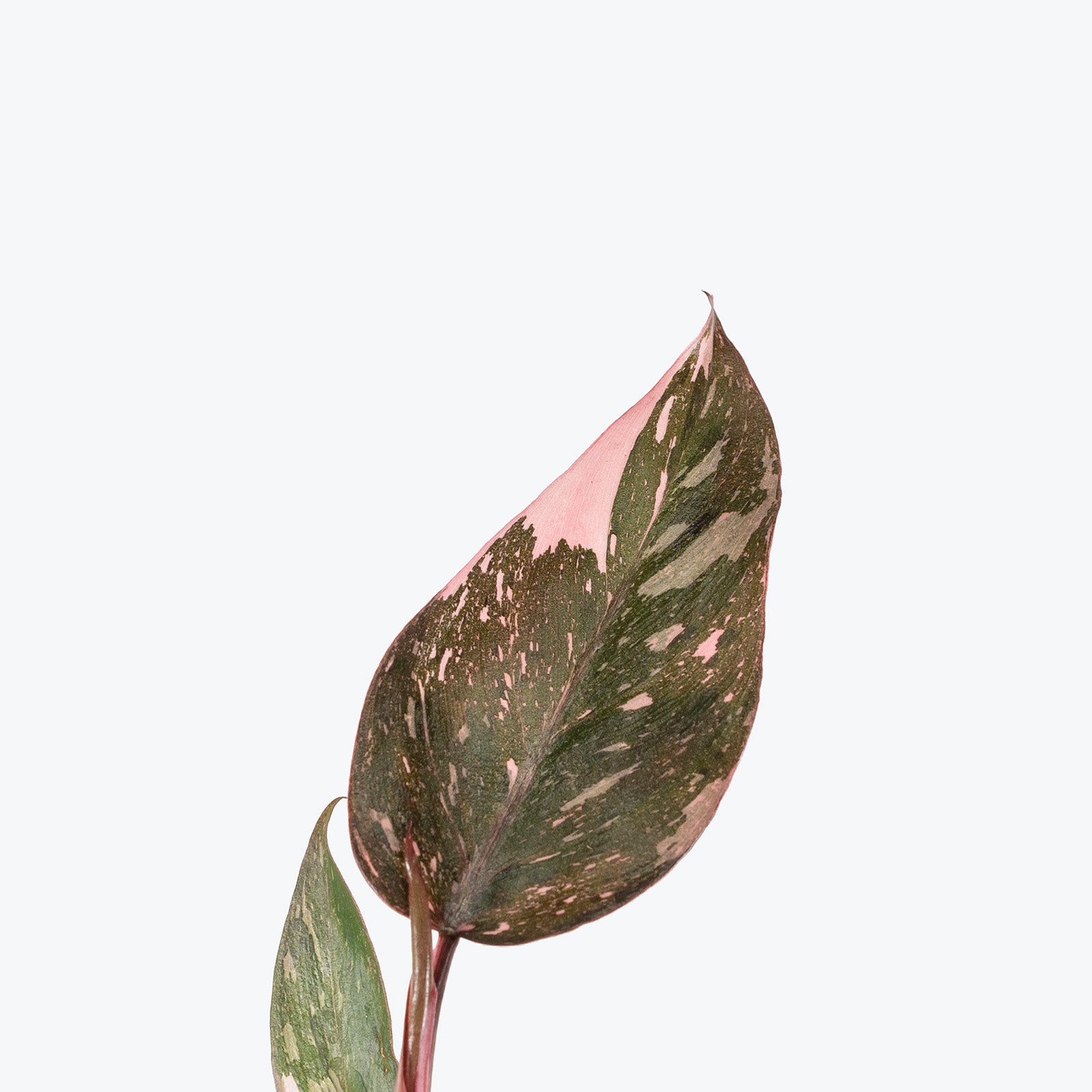 Philodendron Pink Princess Marble Galaxy | Care Guide and Pro Tips - Delivery from Toronto across Canada - JOMO Studio