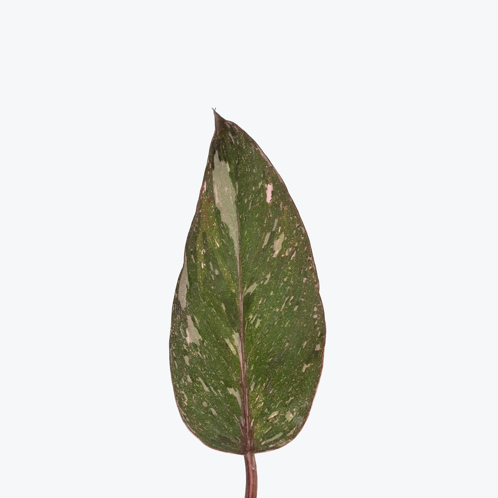 Philodendron Pink Princess Marble Galaxy | Care Guide and Pro Tips - Delivery from Toronto across Canada - JOMO Studio