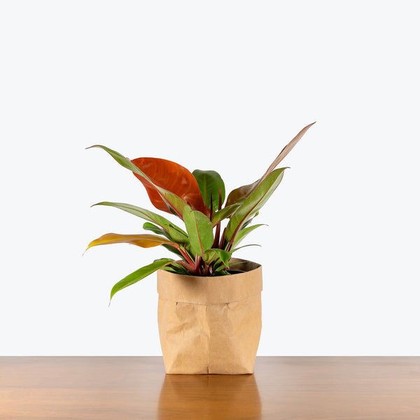 philodendron prince of orange care Philodendron Prince of Orange | Care Guide and Pro Tips - Delivery from  Toronto across Canada