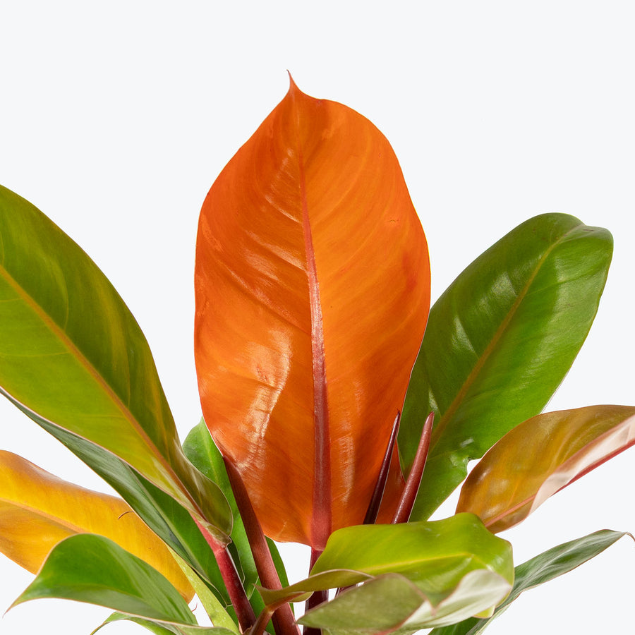 Philodendron Prince of Orange | Care Guide and Pro Tips - Delivery from ...