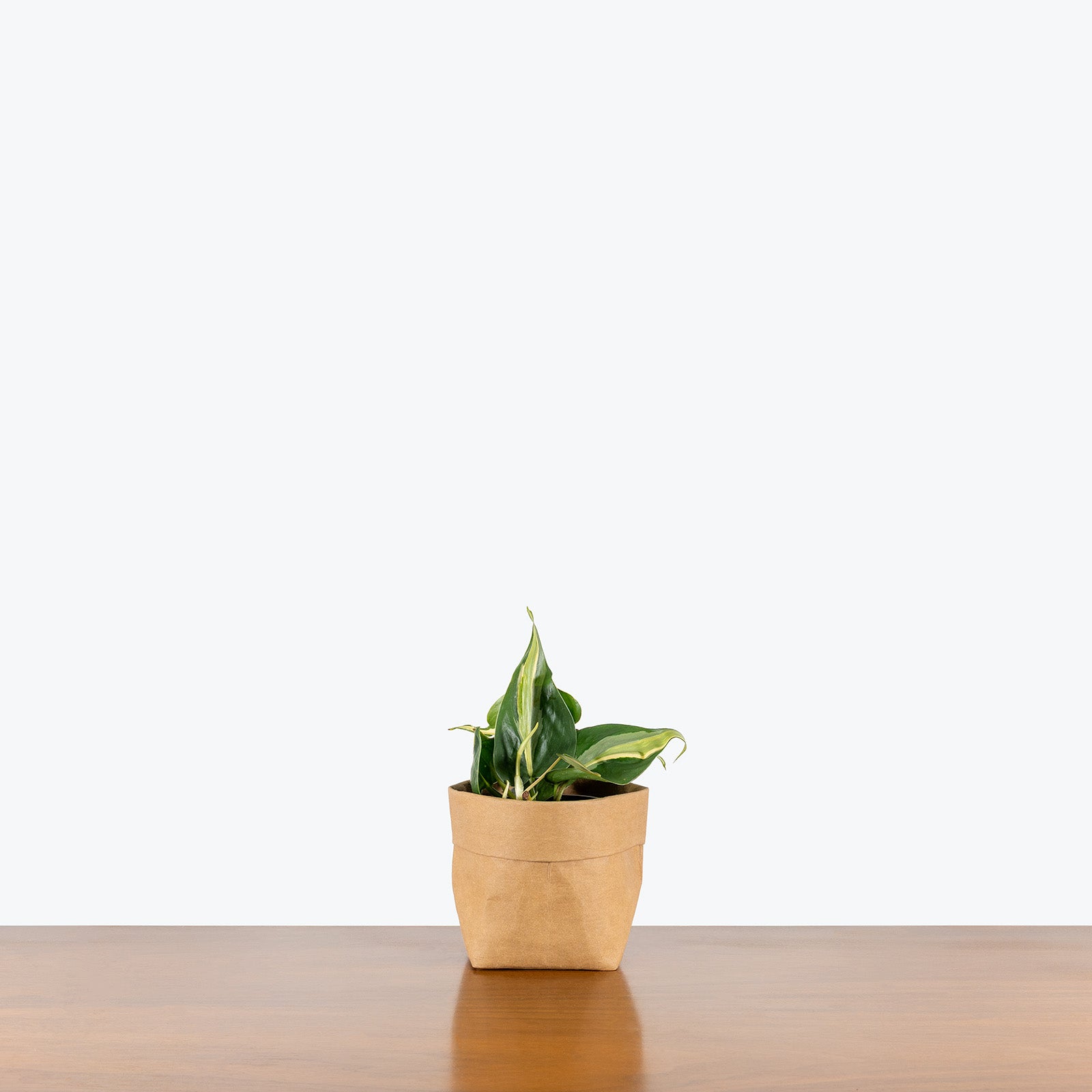 Philodendron Rio | Care Guide and Pro Tips - Delivery from Toronto across Canada - JOMO Studio