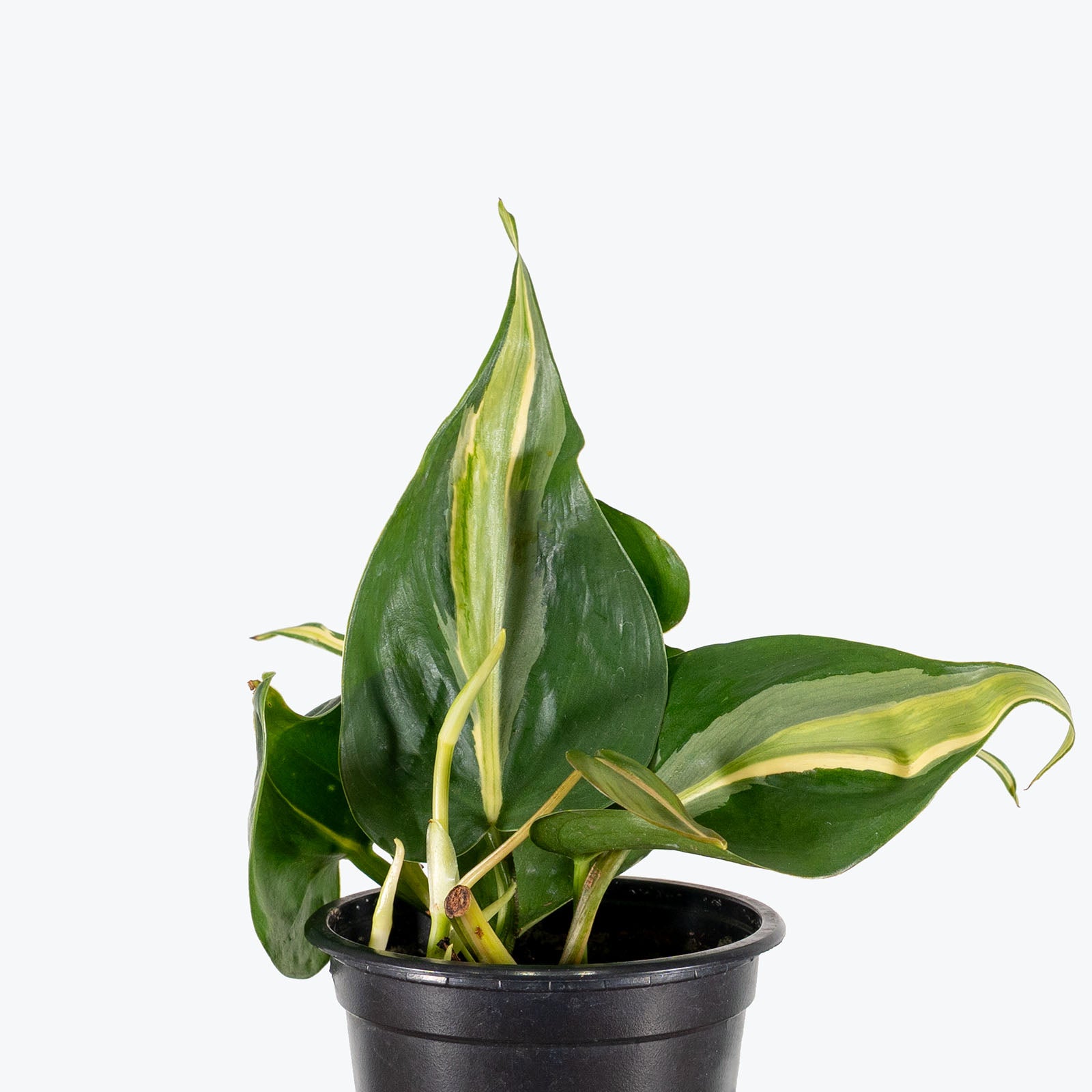 Philodendron Rio | Care Guide and Pro Tips - Delivery from Toronto across Canada - JOMO Studio