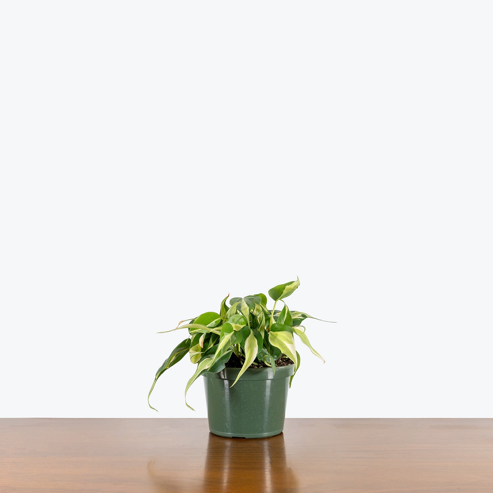 Philodendron Silver Stripe | Care Guide and Pro Tips - Delivery from Toronto across Canada - JOMO Studio