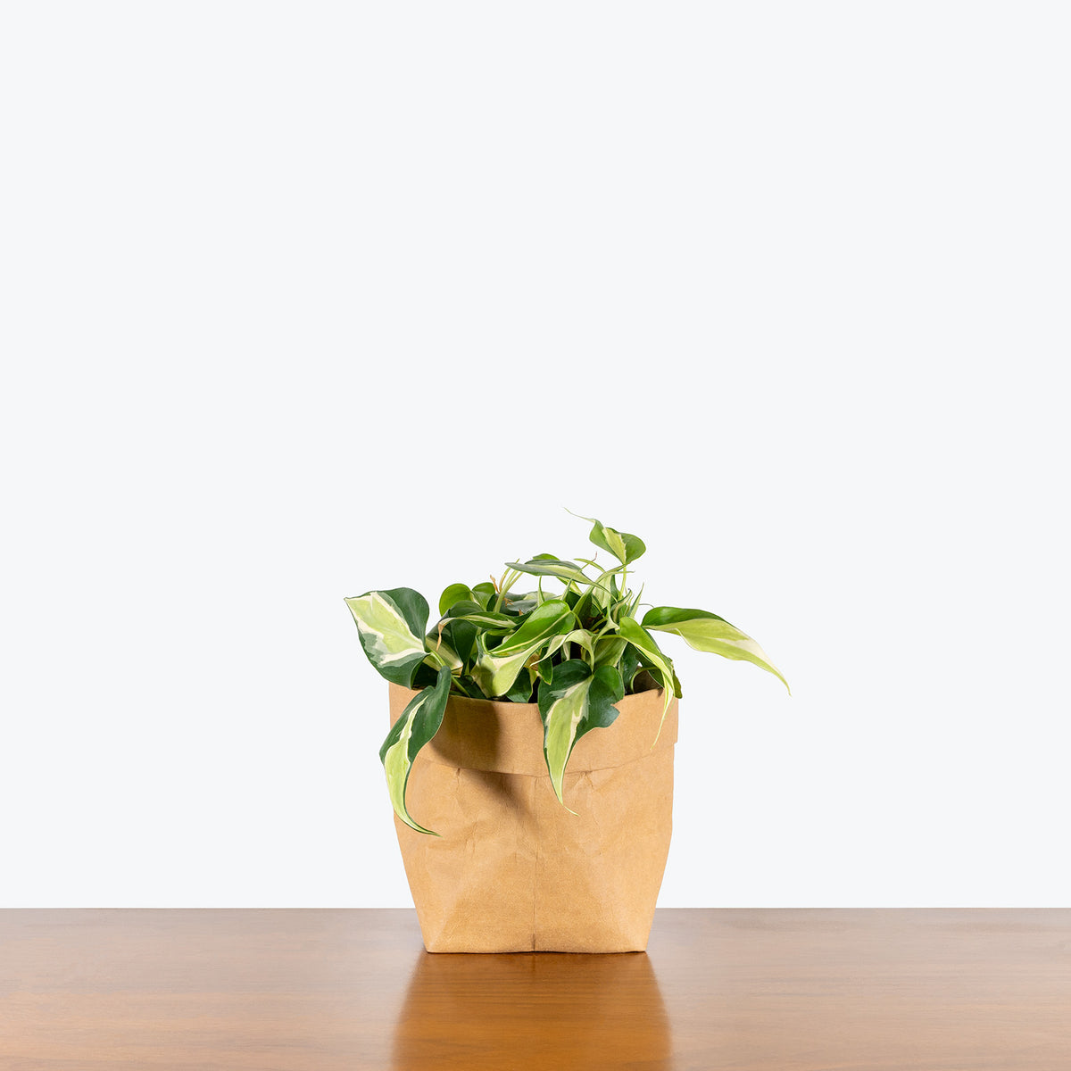 silver stripe philodendron care Philodendron Silver Stripe | Care Guide and Pro Tips - Delivery from  Toronto across Canada