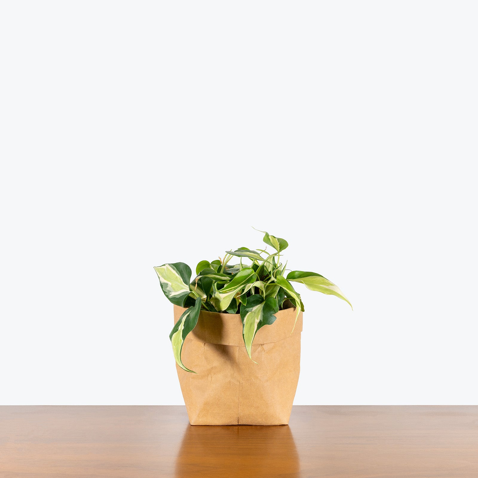 Philodendron Silver Stripe | Care Guide and Pro Tips - Delivery from Toronto across Canada - JOMO Studio