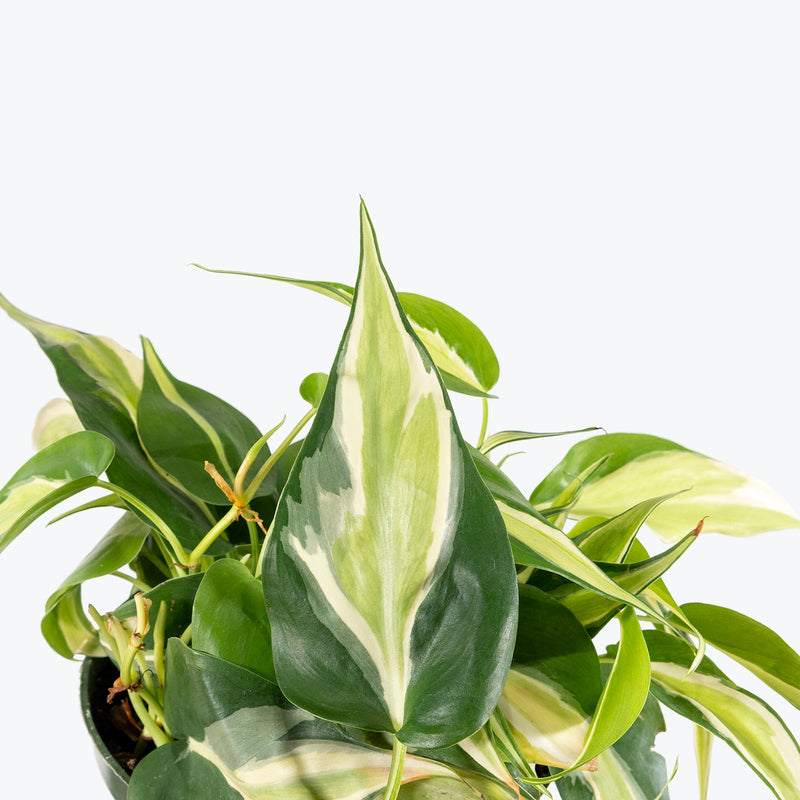 Philodendron Silver Stripe | Care Guide and Pro Tips - Delivery from Toronto across Canada - JOMO Studio