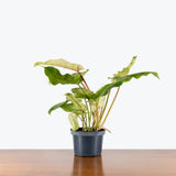 Philodendron Snowdrift Variegated — 6" Pot
