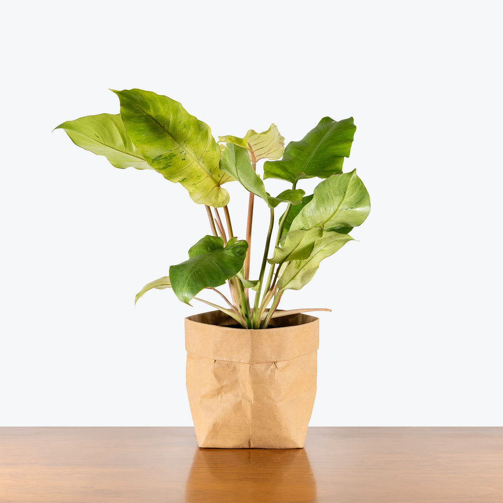 Philodendron Snowdrift Variegated | Care Guide and Pro Tips - Delivery from  Toronto across Canada