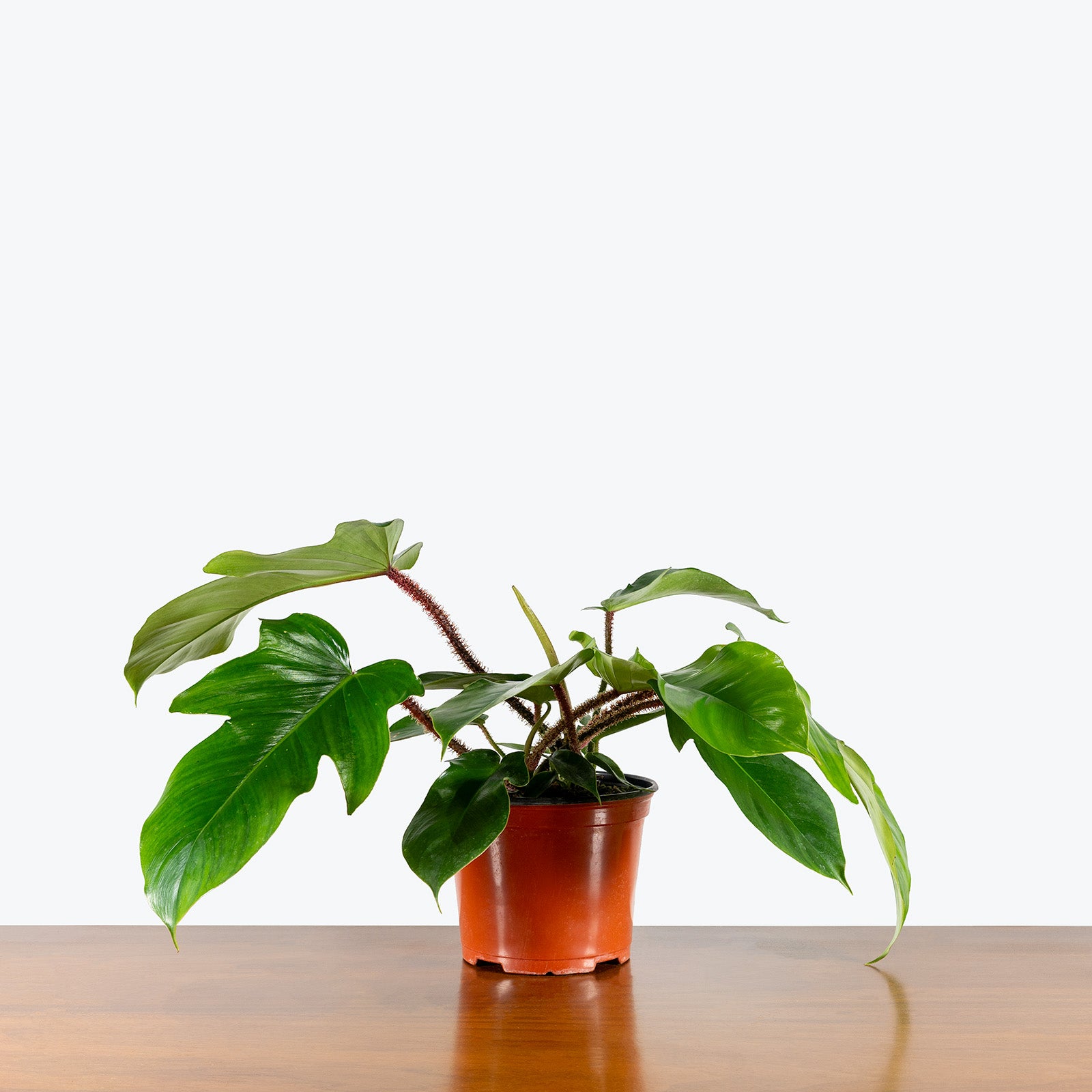 Philodendron Squamiferum | Care Guide and Pro Tips - Delivery from Toronto across Canada - JOMO Studio