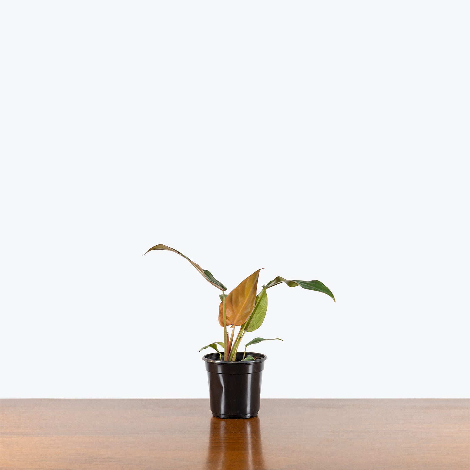 Philodendron Summer Glory | Care Guide and Pro Tips - Delivery from Toronto across Canada - JOMO Studio