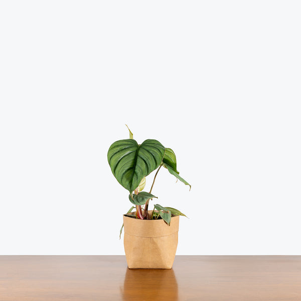 Philodendron sp Colombia | Care Guide and Pro Tips - Delivery from Toronto  across Canada
