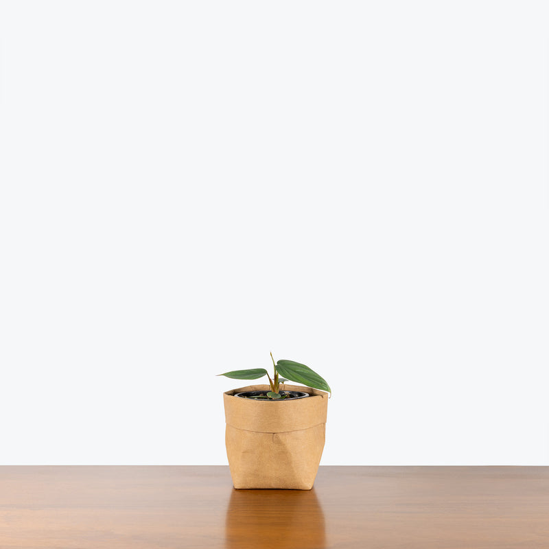  Philodendron sp Columbia - House Plants Delivery Toronto - JOMO Studio
